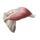 Deltoid muscle
