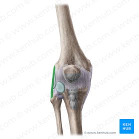 Fibula Anatomia Marcos Osseos E Aspectos Clinicos Kenhub