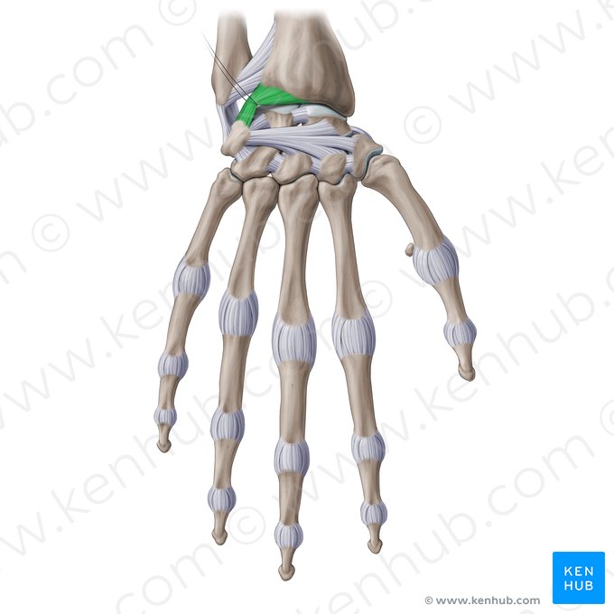 Ligamentum radiocarpeum dorsale (Rückseitiges Speichen-Handwurzel-Band); Bild: Paul Kim