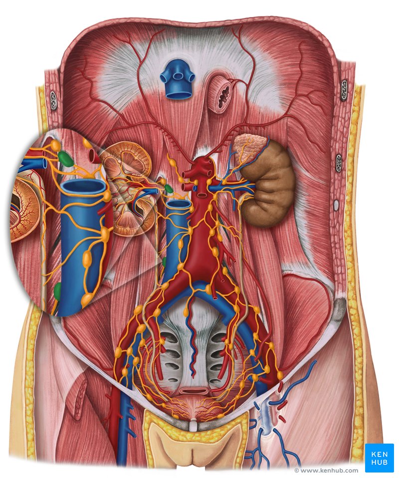 Lateral caval lymph nodes (green) - ventral view