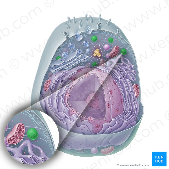 Lisosoma (Lysosoma); Imagen: Paul Kim