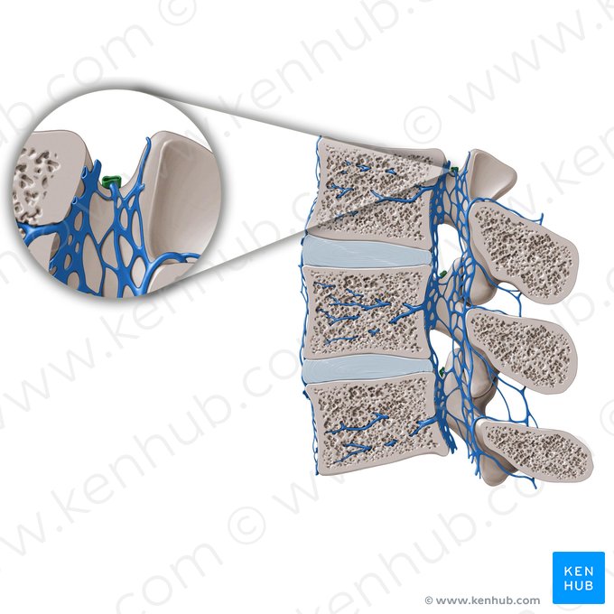 Vena intervertebral (Vena intervertebralis); Imagen: Paul Kim