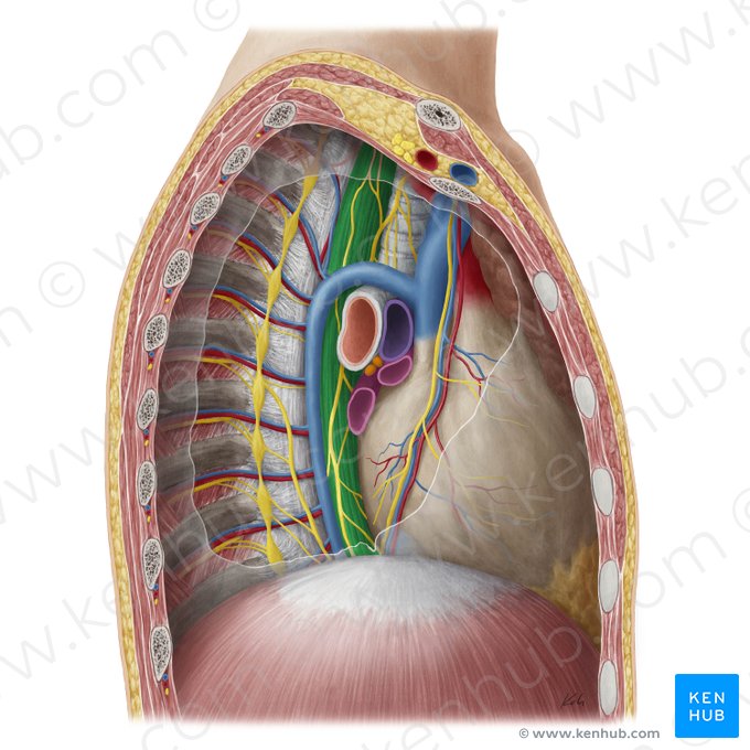 Œsophage (Oesophagus); Image : Yousun Koh