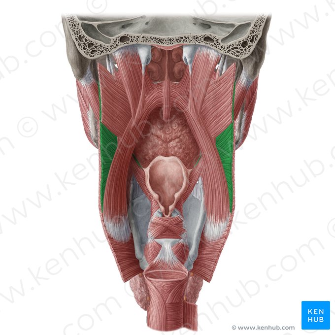 Middle pharyngeal constrictor muscle (Musculus constrictor medius pharyngis); Image: Yousun Koh