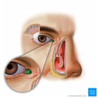 Lacrimal caruncle