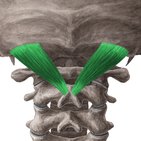 Rectus capitis posterior major muscle
