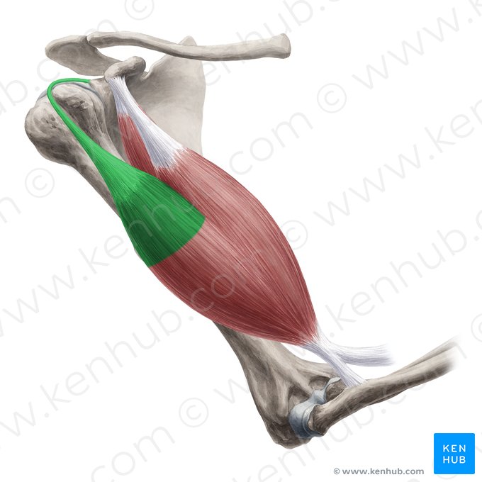 Caput longum musculi bicipitis brachii (Langer Kopf des zweiköpfigen Oberarmmuskels); Bild: Yousun Koh