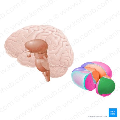 Pulvinar of thalamus (Pulvinar thalami); Image: Paul Kim