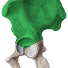 Ílio (osso ilíaco)