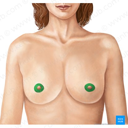 Areola; Image: Irina Münstermann