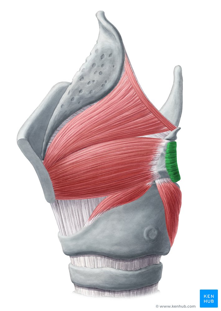 Musculus кист