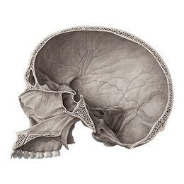 Coupe médiosagittale du crâne