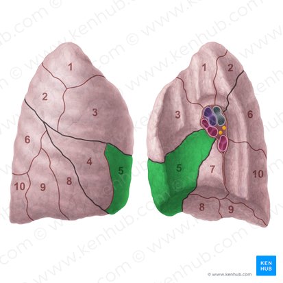 Segmento medial do pulmão direito (Segmentum mediale pulmonis dextri); Imagem: Paul Kim