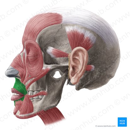 Músculo orbicular da boca (Musculus orbicularis oris); Imagem: Yousun Koh