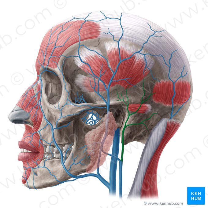 Veia auricular posterior (Vena auricularis posterior); Imagem: Yousun Koh