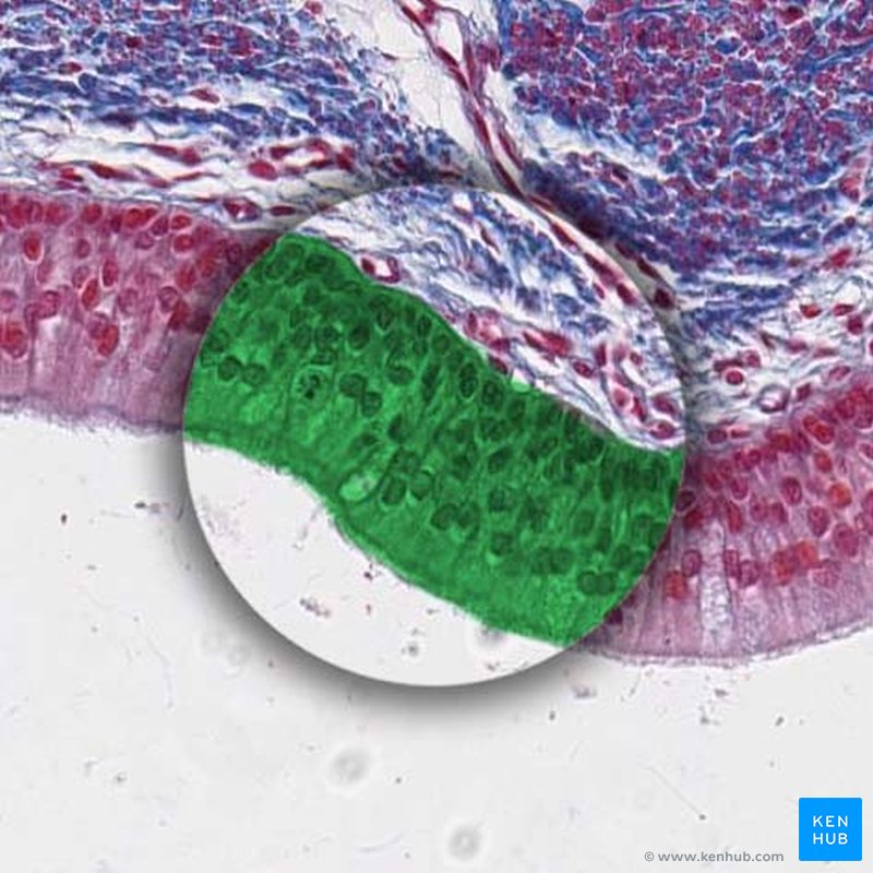 Respiratory epithelium of trachea - histological slide