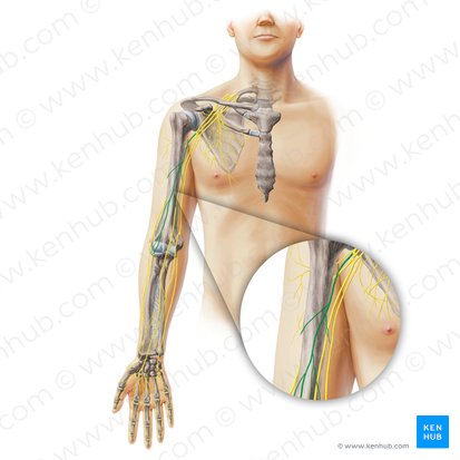 Musculocutaneous nerve (Nervus musculocutaneus); Image: Paul Kim