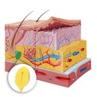 Lamellar (Pacinian) corpuscles