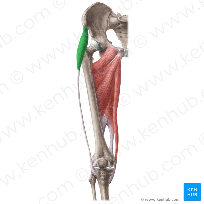 Musculus tensor fasciae latae (Schenkelbindenspanner); Bild: Liene Znotina