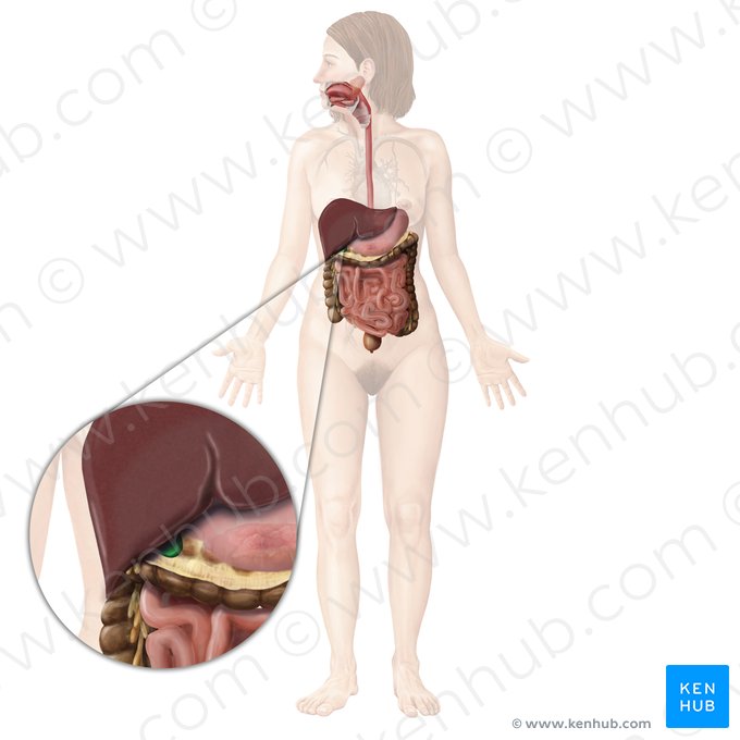 Gallbladder (Vesica biliaris); Image: Begoña Rodriguez