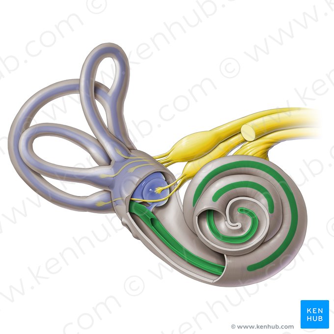 Ducto coclear (Ductus cochlearis); Imagem: Paul Kim