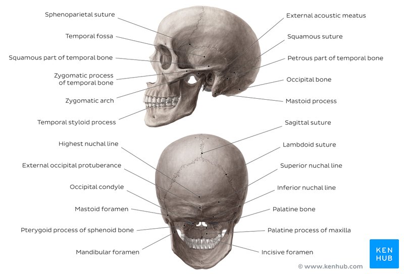 Posterior and lateral views of the skull Anatomy Kenhub