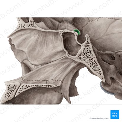 Optic canal (Canalis opticus); Image: Yousun Koh