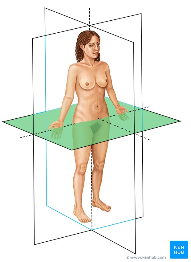 Transverse - lateral-right view