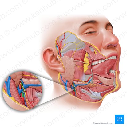 External carotid artery (Arteria carotis externa); Image: Paul Kim