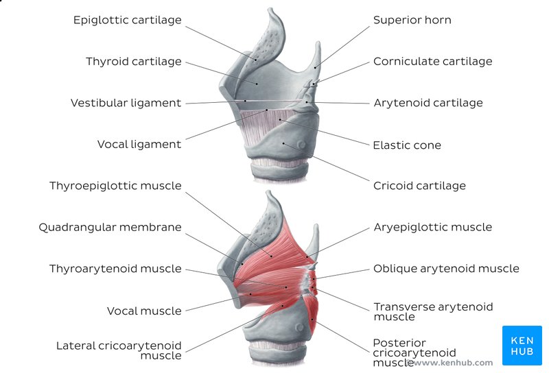 Overview of the larynx