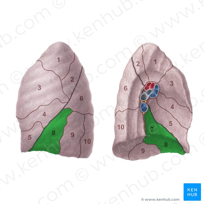 Segmento anteromedial basal del pulmón izquierdo (Segmentum basale anteromediale pulmonis sinistri); Imagen: Paul Kim