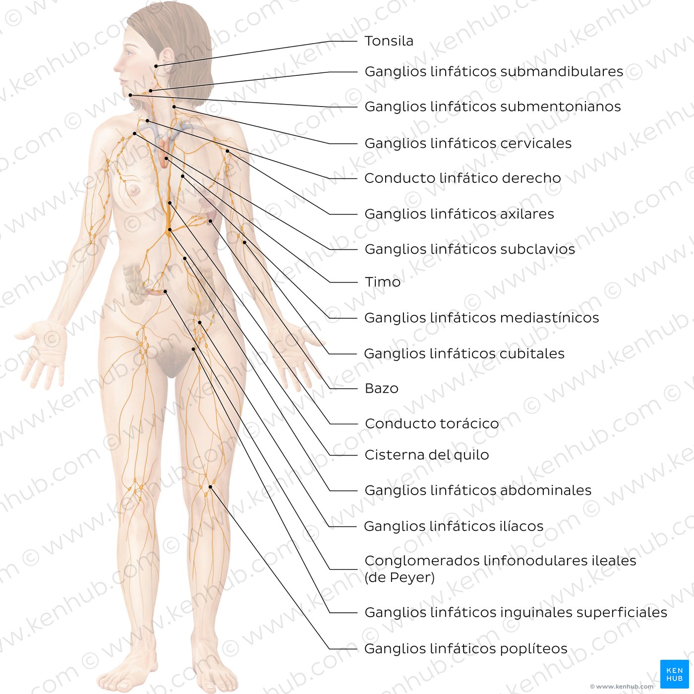 Diagrama etiquetado del sistema linfático