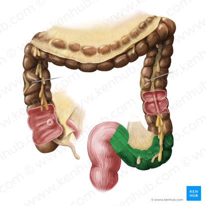 Sigmoid colon (Colon sigmoideum); Image: Begoña Rodriguez