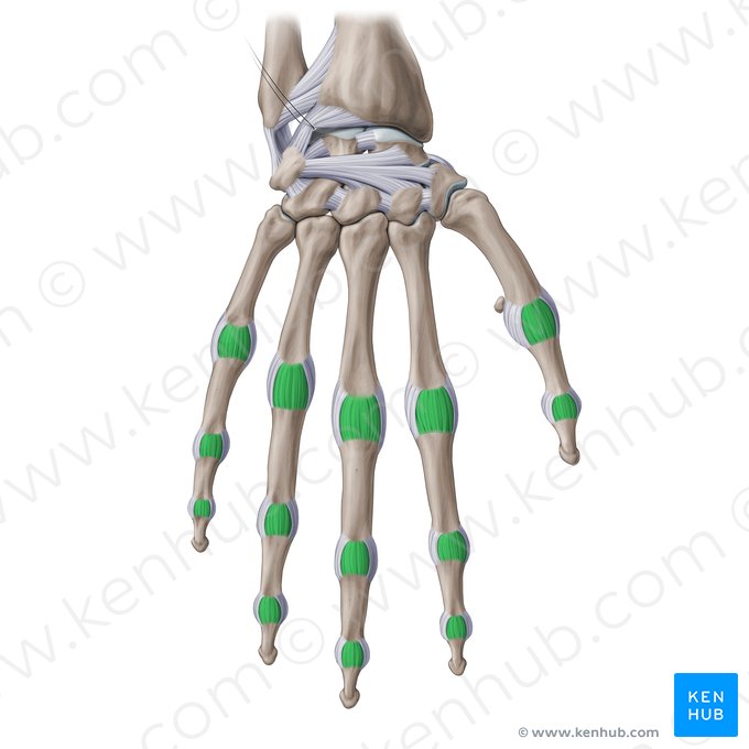 Ligamentos colaterales accesorios de la mano (Ligamenta collateralia accessoria); Imagen: Paul Kim