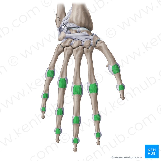 Ligaments collatéraux accessoires de la main (Ligamenta collateralia accessoria); Image : Paul Kim