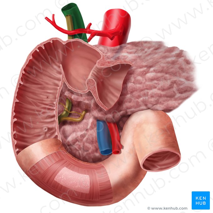 Vena porta hepática (Vena portae hepatis); Imagen: Begoña Rodriguez