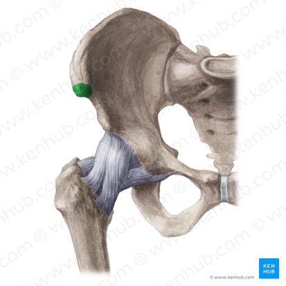 Anterior superior iliac spine (Spina iliaca anterior superior); Image: Liene Znotina