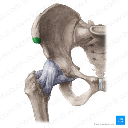 Espinha ilíaca ântero-superior (Spina iliaca anterior superior); Imagem: Liene Znotina