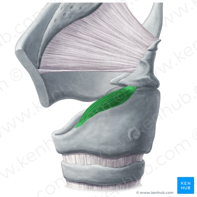 Musculus cricoarytenoideus lateralis (Seitlicher Ringknorpel-Stellknorpel-Muskel); Bild: Yousun Koh