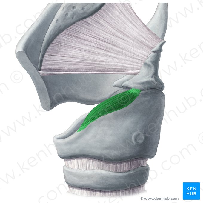 Músculo cricoaritenoideo lateral (Musculus cricoarytenoideus lateralis); Imagen: Yousun Koh