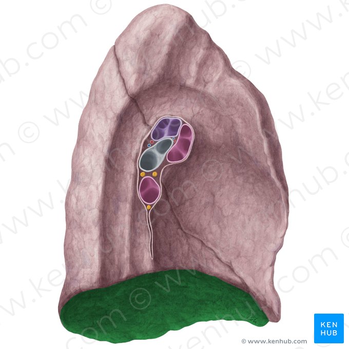 Diaphragmatic surface of left lung (Facies diaphragmatica pulmonis sinistri); Image: Yousun Koh