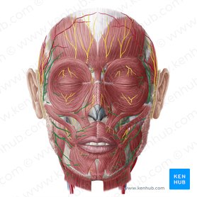 Nervio facial (Nervus facialis); Imagen: Yousun Koh