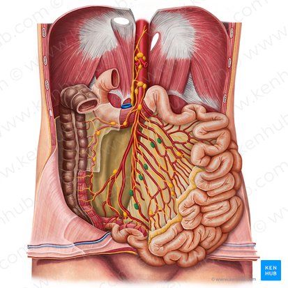 Ganglios linfáticos mesentéricos intermedios (Nodi lymphoidei mesenterici intermedii); Imagen: Irina Münstermann