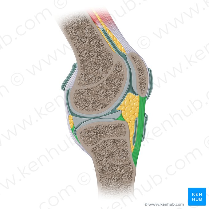 Ligamentos de refuerzo (Ligamenta accessoria); Imagen: Paul Kim