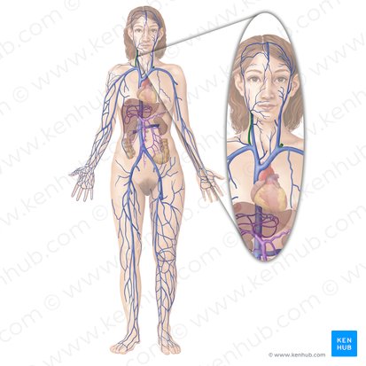 Vena yugular externa (Vena jugularis externa); Imagen: Begoña Rodriguez