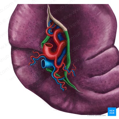 Ligamentum splenorenale (Milz-Nieren-Band); Bild: Irina Münstermann