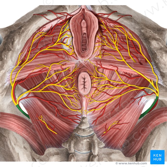 Pudendal nerve (Nervus pudendus); Image: Rebecca Betts