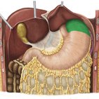 Fundus of stomach