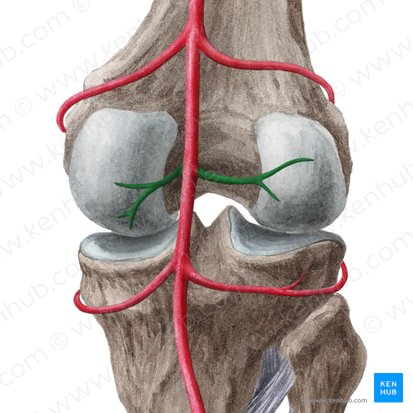 Arterias surales (Arteriae surales); Imagen: Liene Znotina