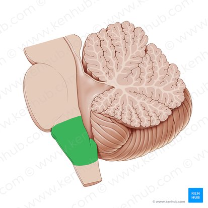 Bulbo (Medulla oblongata); Imagem: Paul Kim